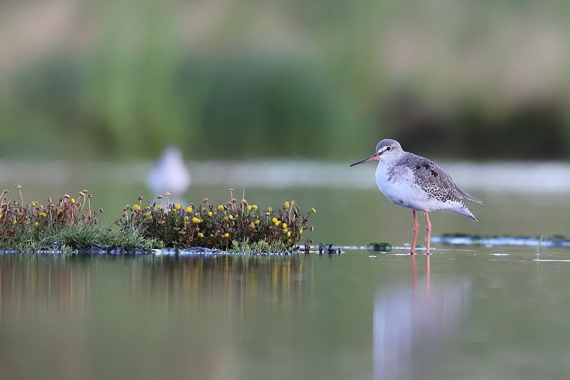 Common Sandpiper by Karin van Rooijen Fotografie