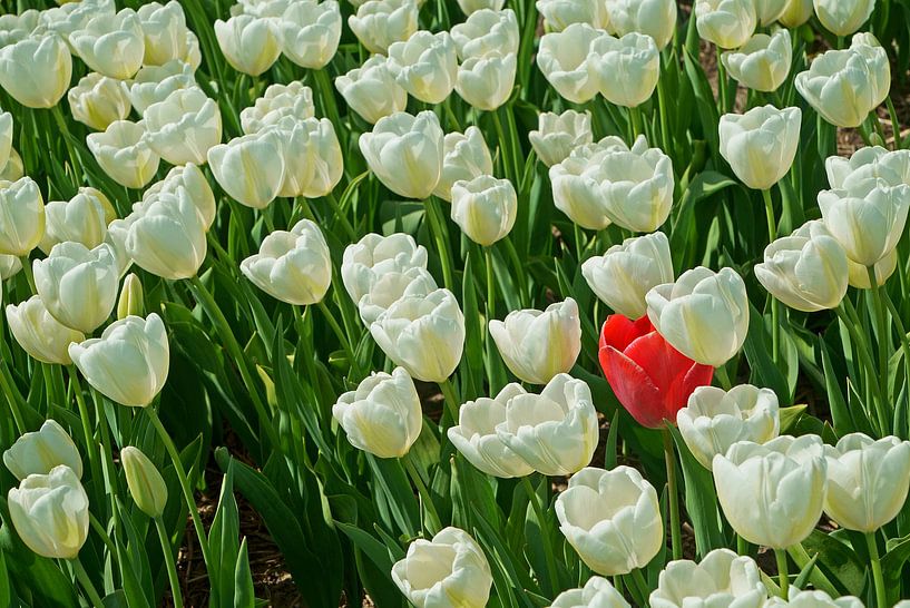 Bed witte tulpen met één rode uitzondering van Gert van Santen