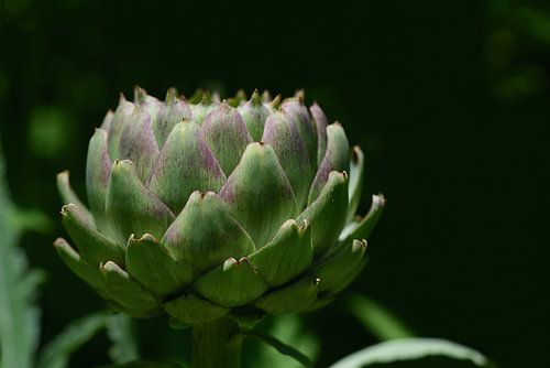 green artichoke