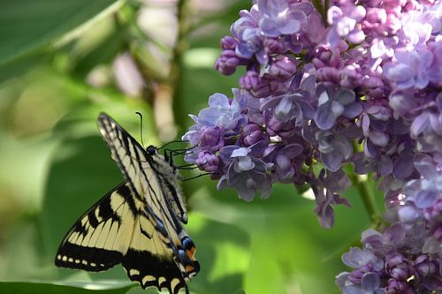 Een vlinder op lila bloemen