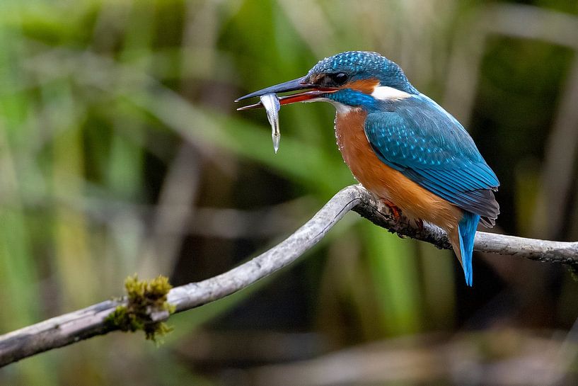 Eisvogel mit Fisch von Andreas Müller