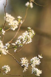 Voorjaar by Cor de Jong Fotografie