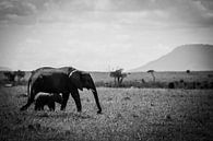 Olifanten moeder en jong op de Masai Mara, Kenia van Dave Oudshoorn thumbnail