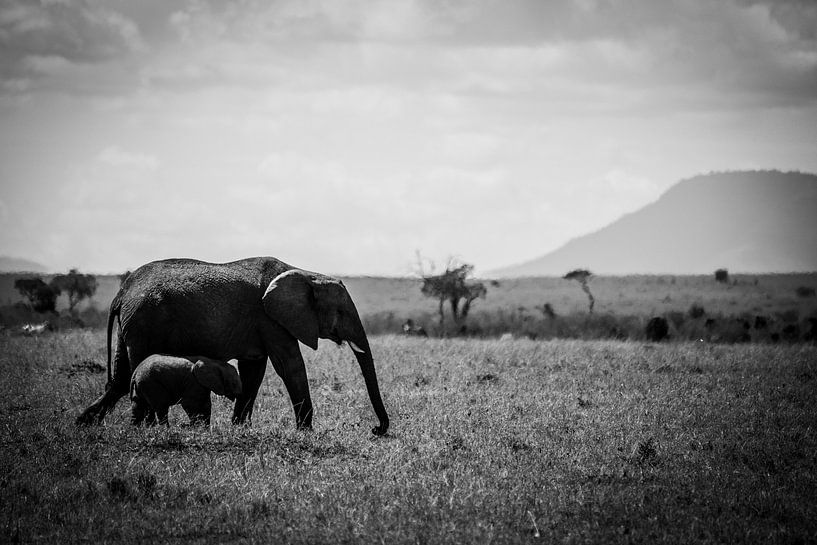 Olifanten moeder en jong op de Masai Mara, Kenia van Dave Oudshoorn