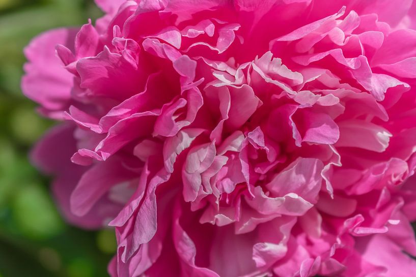 Asian peony Amabilis by Mixed media vector arts