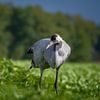 Kraanvogel van Bram de Jong