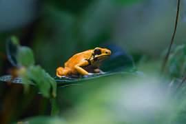 Oranje pijlgifkikker in tropisch groen van MaartenCPhotos