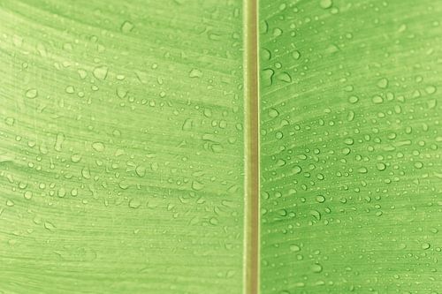 Druppels van Sereniteit - Groen Blad met Dauw