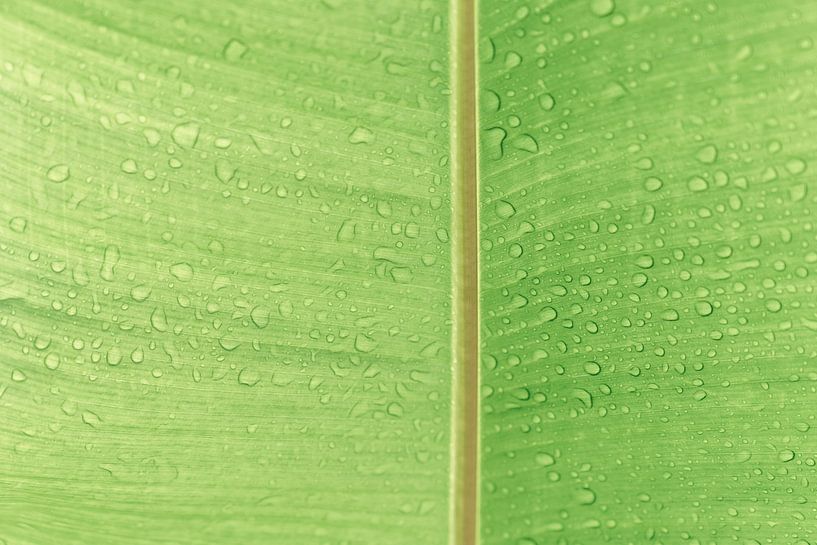 Gouttes de sérénité - Feuille verte avec rosée par Femke Ketelaar