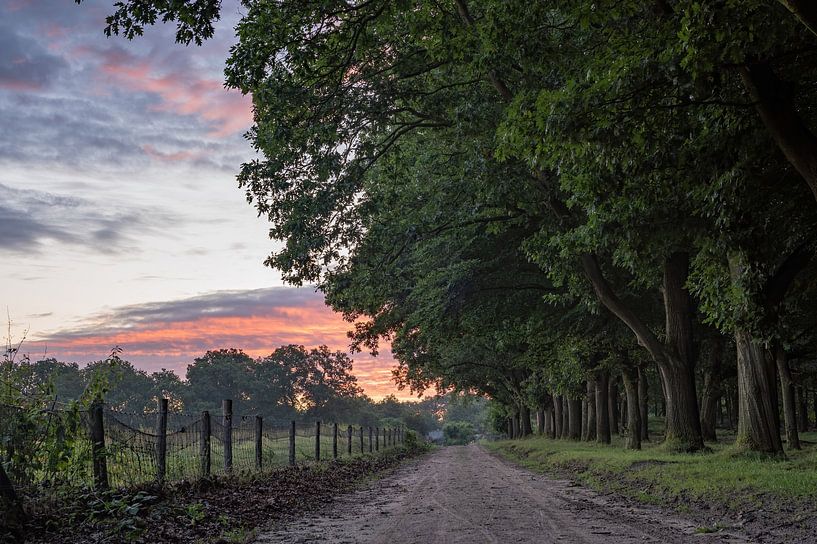 Planken Wambuis part 13 by Tania Perneel