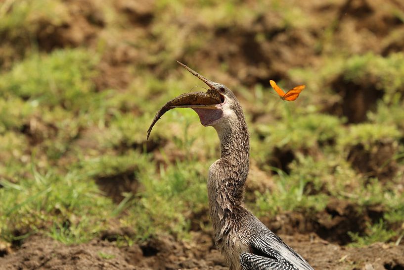 Aningha mange du poisson Costa Rica Cano Negro par Ralph van Leuveren