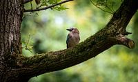 Eurasian Jay in Relaxation