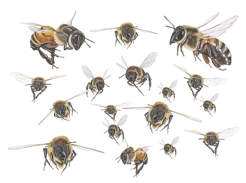 Honingbijen in vlucht van Jasper de Ruiter
