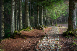 Oud stenen pad in het bos van Vallombrosa, Toscane, Italië van Stefano Orazzini
