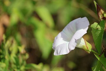 Een bloem in de Natuur van Lennart Mans