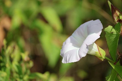 A flower in Nature