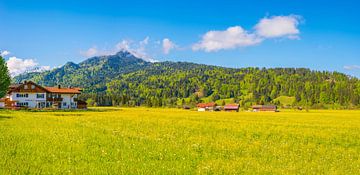  flower meadow by Walter G. Allgöwer