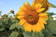 The Sunflower van Cornelis (Cees) Cornelissen thumbnail