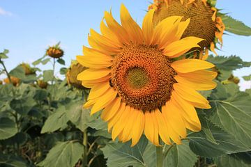 The Sunflower by Cornelis (Cees) Cornelissen