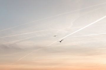 Mouettes volant vers le soleil sur Joke van Veen