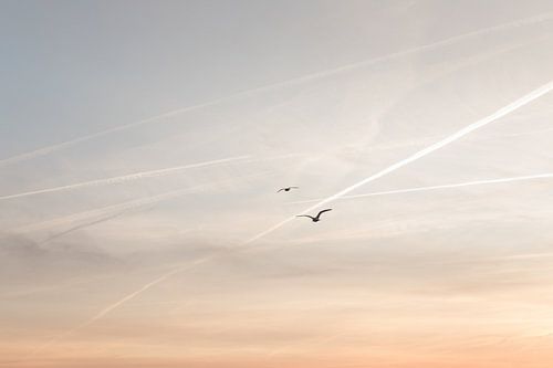 Möwen fliegen der Sonne entgegen