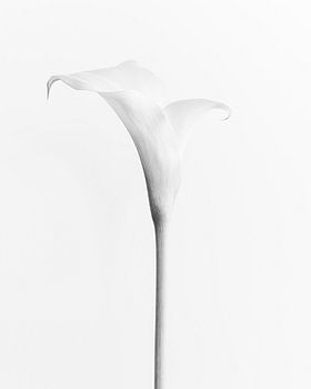 Pure - Fleurs monochromes