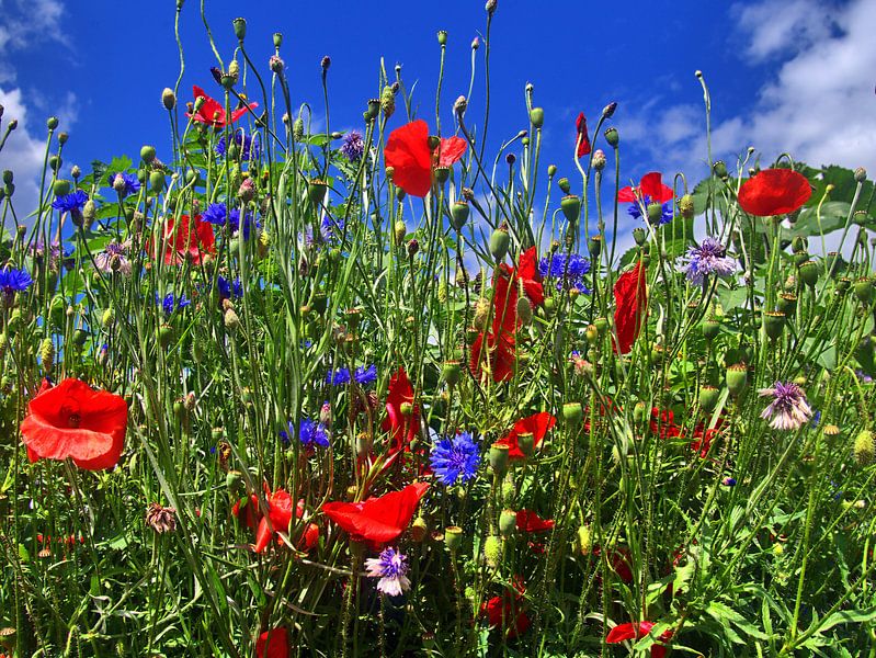 Bloemkracht 1 van Edgar Schermaul