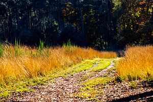 golden grassland