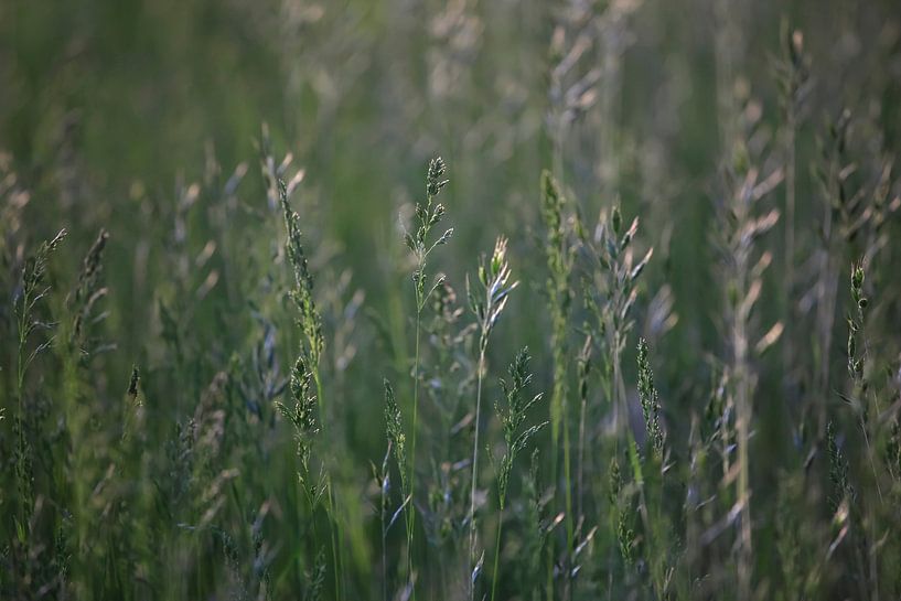 Grasses by Thomas Jäger