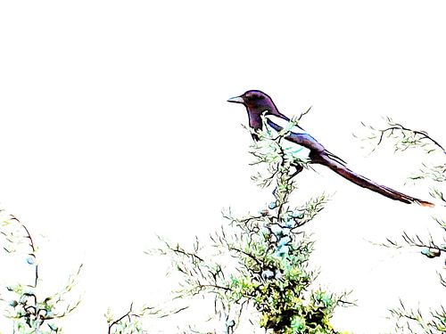 Op zoek naar de zomerpluk