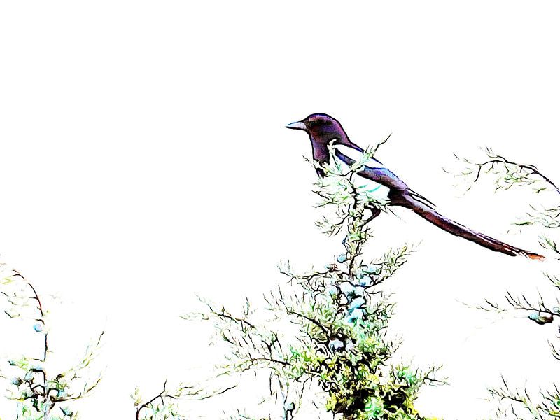 Auf der Suche nach Sommerfrüchten von Dorothy Berry-Lound