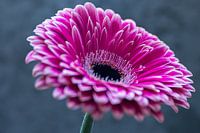Roze gerbera (macro)