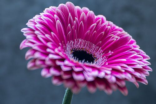 Roze gerbera (macro)