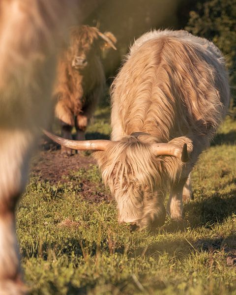 Hörner und Gras von SJ Media
