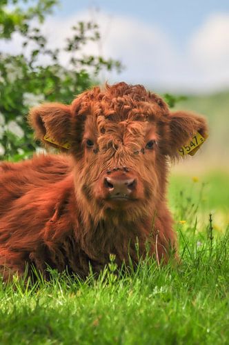 Schotse hooglander kalf