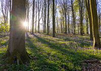 Wald mit Waldhyazinthen