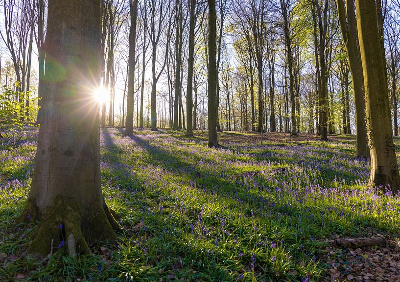Wald mit Waldhyazinthen von Ann Motet