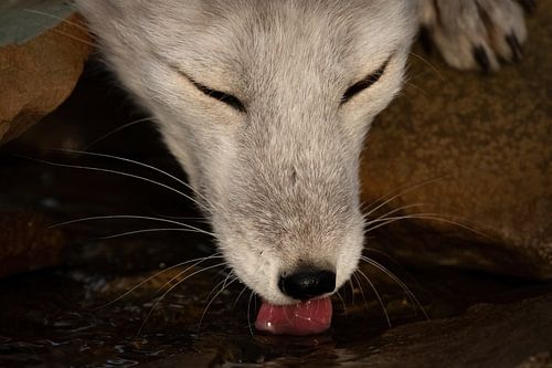 Thirsty arctic fox drinking at glacier stream