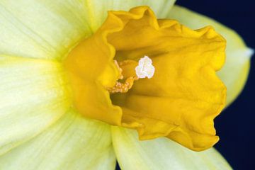 Yellow fruit