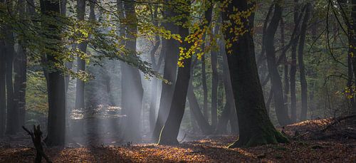 Bos van de dansende bomen