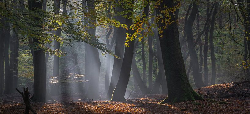 Forest of the dancing trees by René van Leeuwen
