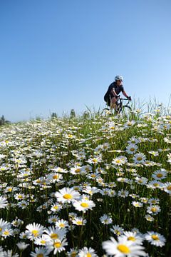 Cycling among the daisies by Ankie Huisintveld