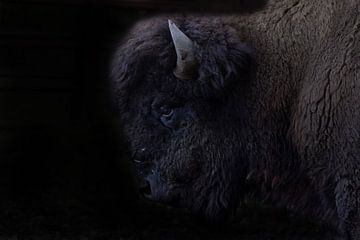 Bison, American Bison by Gert Hilbink