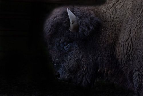 Bison, American Bison