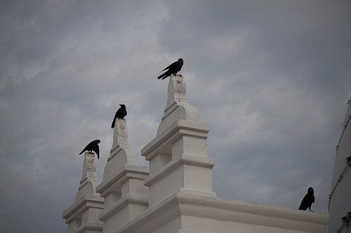 kraaien aan de tempel.