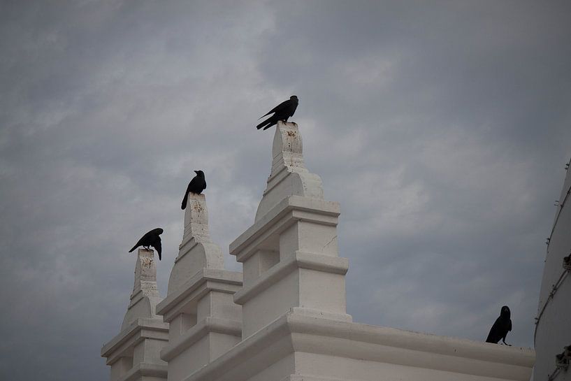 kraaien aan de tempel. by Rony Coevoet
