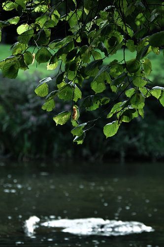 Verstopt / hidden / caché