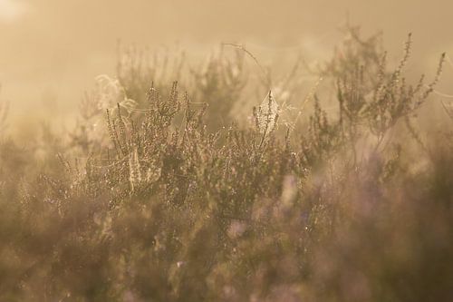 spinnenwebben in de mist