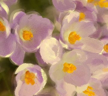 Crocus sur Foto Studio Labie