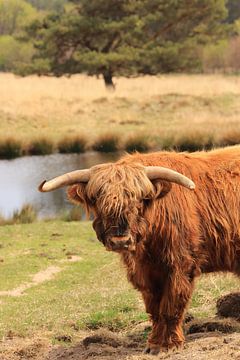 Schotse hooglander in Veluwe landschap van Bobsphotography
